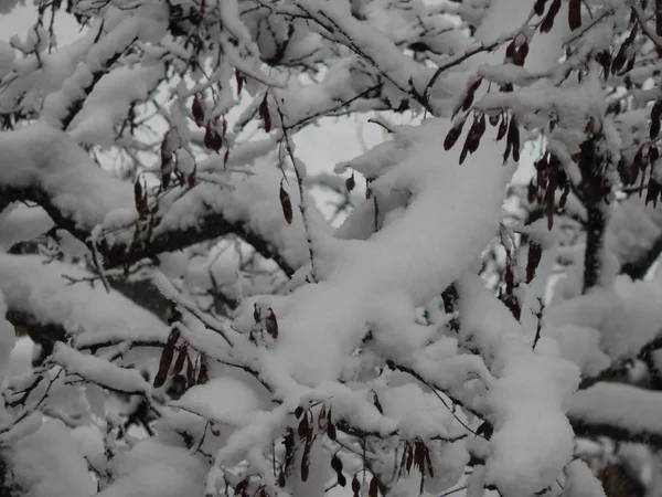 Textur Schnee Fiel Auf Der Straße Weißer Hintergrund — Stockfoto