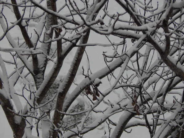 Textur Schnee Fiel Auf Der Straße Weißer Hintergrund — Stockfoto