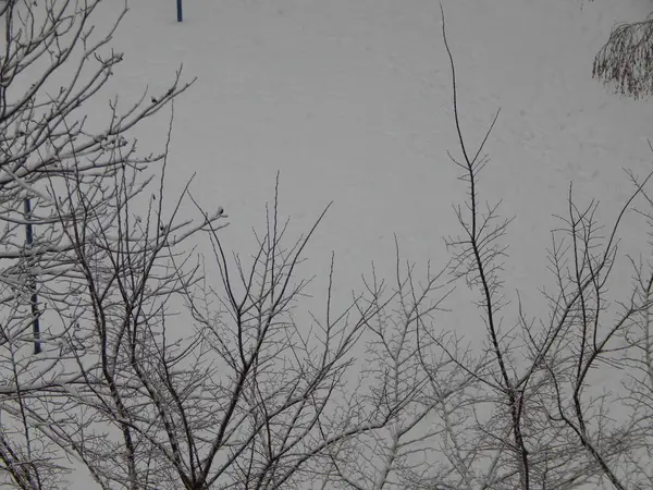 Текстура Снег Упал Улице Белый Фон — стоковое фото