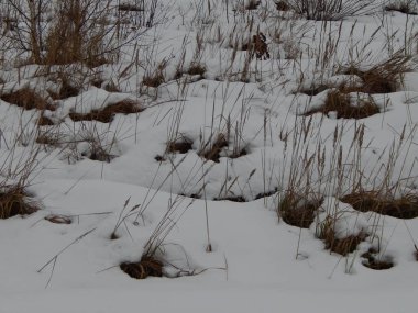 Kış orman, ağaçlar ve bitkiler karda