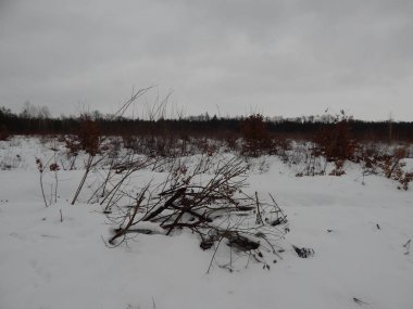 Kış orman, ağaçlar ve bitkiler karda