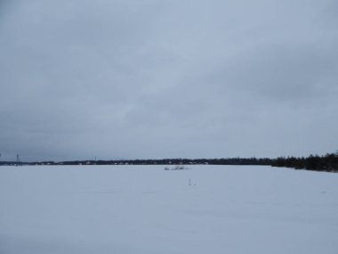 Kış orman, ağaçlar ve bitkiler karda