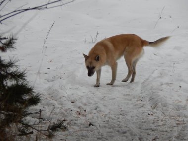 Köpek karlı kış Ormanda yürür