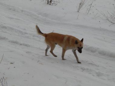 Köpek karlı kış Ormanda yürür