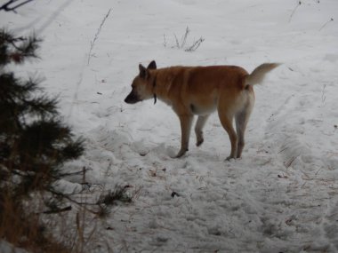 Köpek karlı kış Ormanda yürür