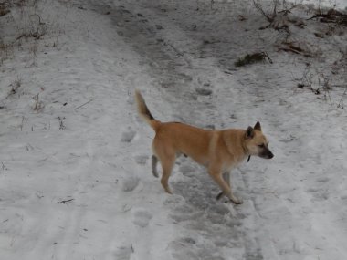 Köpek karlı kış Ormanda yürür