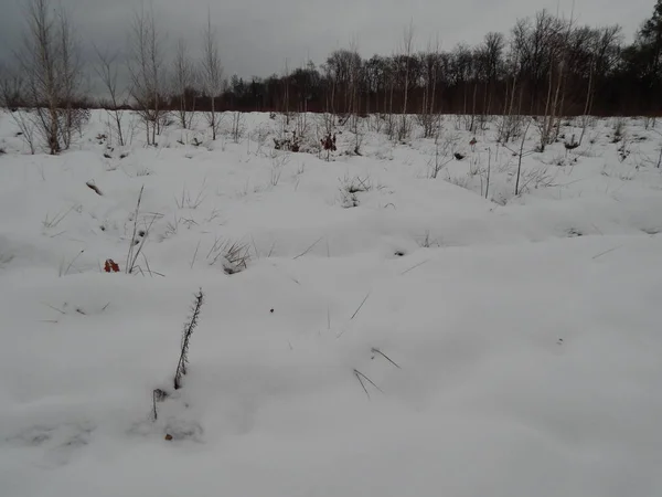 Bosque Invierno Árboles Plantas Nieve — Foto de Stock