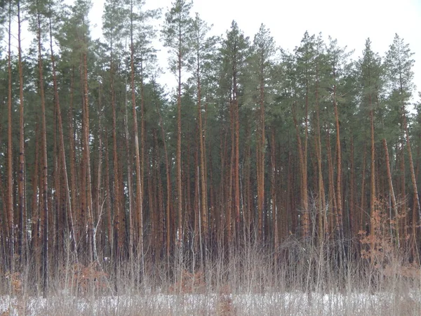 冬天森林 树和植物在雪 — 图库照片