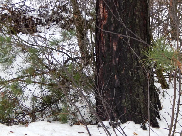 Forêt Hiver Arbres Plantes Dans Neige — Photo