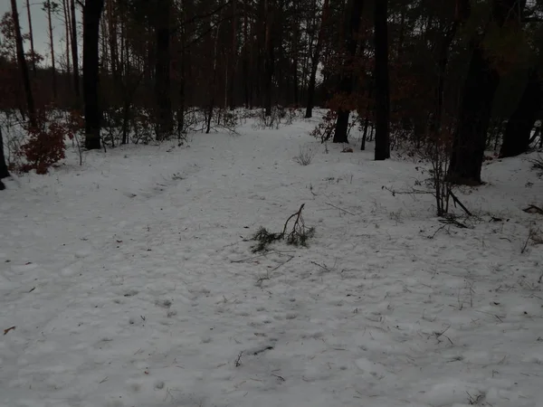 Zima Las Drzewa Rośliny Śniegu — Zdjęcie stockowe