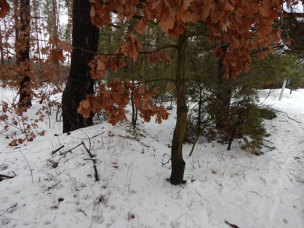 Bosque Invierno Árboles Plantas Nieve — Foto de Stock