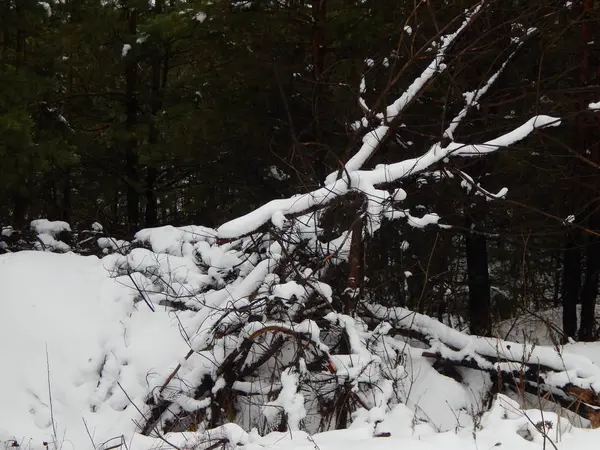 Bosque Invierno Árboles Plantas Nieve — Foto de Stock