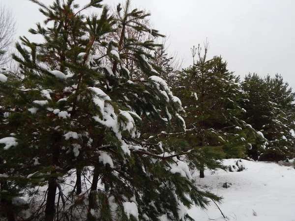 Bosque Invierno Árboles Plantas Nieve — Foto de Stock