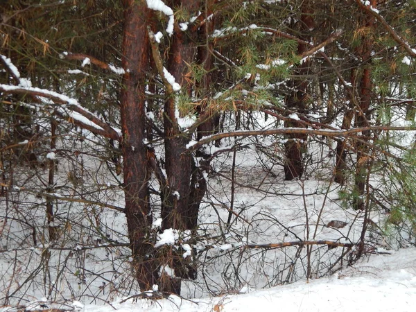 Bosque Invierno Árboles Plantas Nieve — Foto de Stock