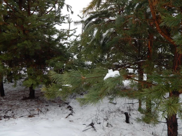 Bosque Invierno Árboles Plantas Nieve — Foto de Stock