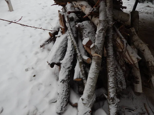 Jardin Hiver Sur Une Parcelle Arbres Terrestres — Photo