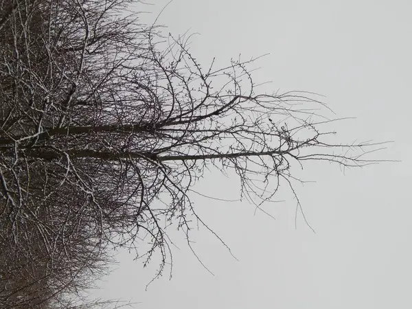 Giardino Inverno Terreno Alberi Terra — Foto Stock