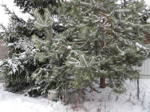 Winter garden on a plot of land trees