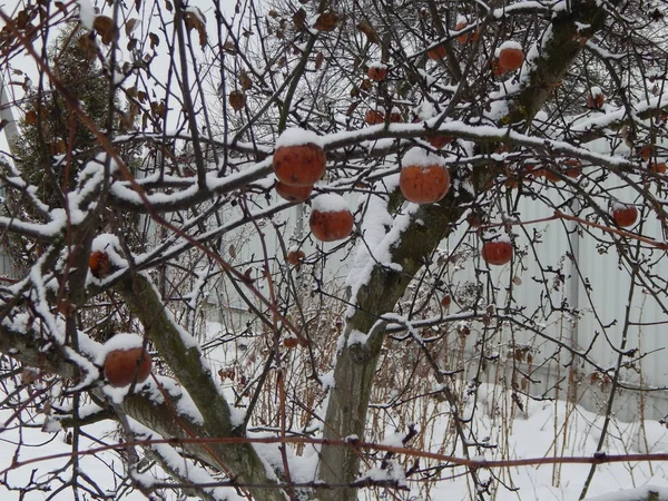 Winter Garden Tomt Mark Träd — Stockfoto