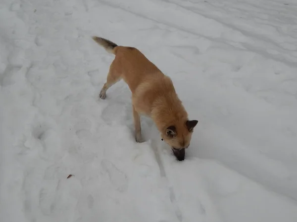 Dog Walks Snowy Winter Forest — Stock Photo, Image