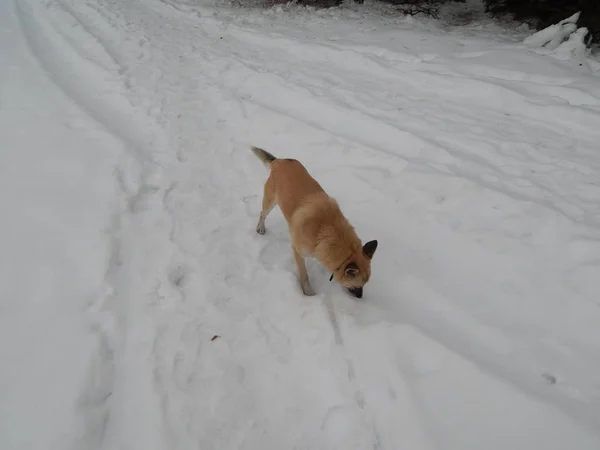 Dog Walks Snowy Winter Forest — Stock Photo, Image