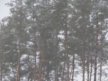 Doku kış doğa, bitki ve ağaçlar