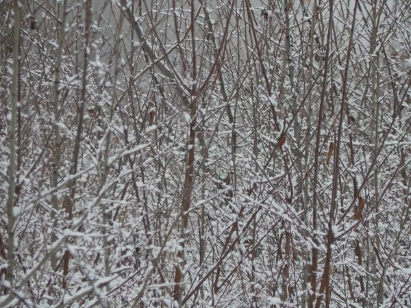 Doku Kış Doğa Bitki Ağaçlar — Stok fotoğraf