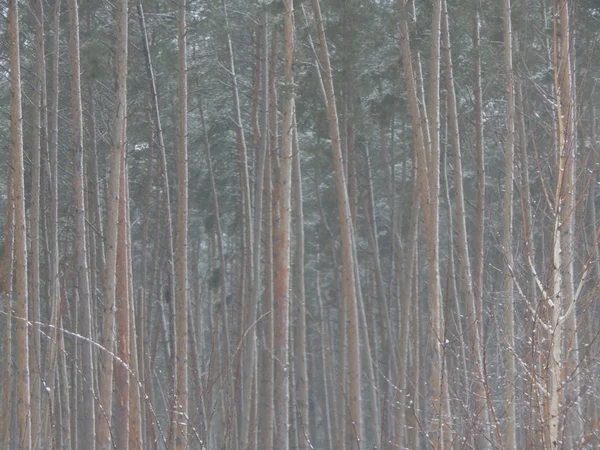 Textura Naturaleza Invernal Plantas Árboles — Foto de Stock