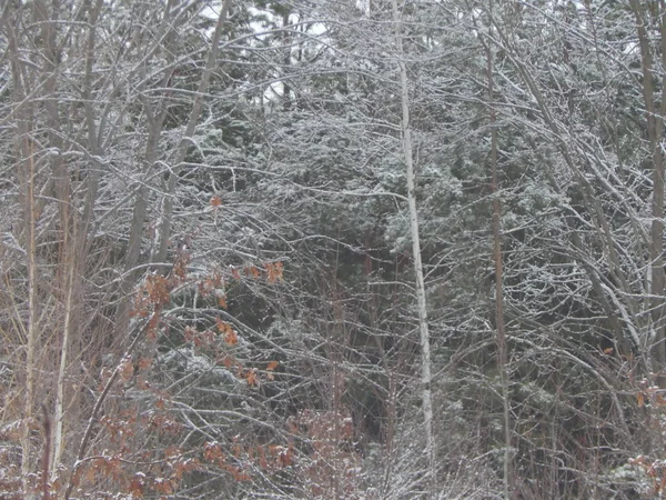 Textura Naturaleza Invernal Plantas Árboles — Foto de Stock