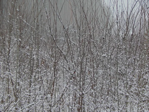 Tekstura Zima Natura Roślin Drzew — Zdjęcie stockowe