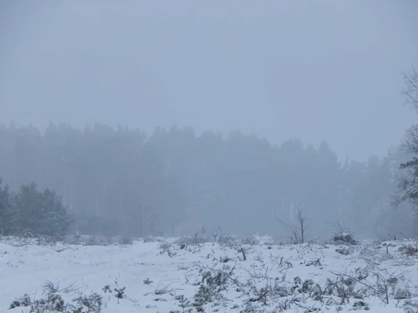 Textura Naturaleza Invernal Plantas Árboles — Foto de Stock