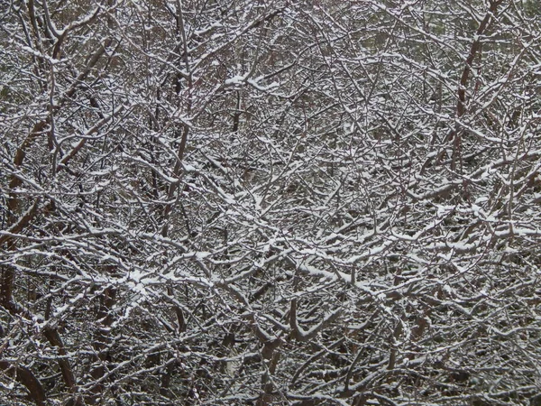 Texture Winter Nature Plants Trees — Stock Photo, Image