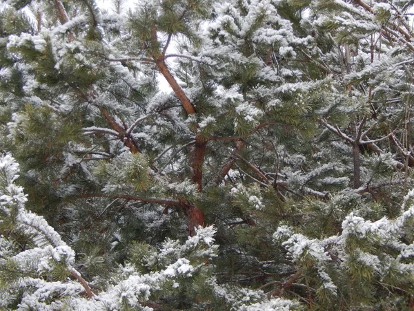 Tekstura Zima Natura Roślin Drzew — Zdjęcie stockowe