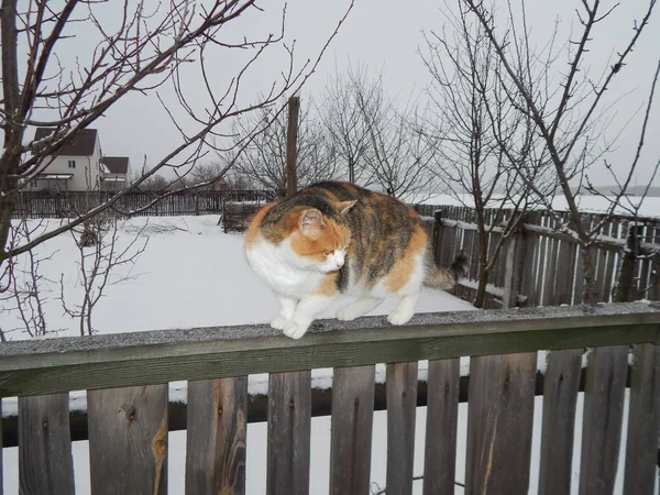Katten Kryper Staketet Vintern — Stockfoto
