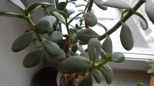 Fleurs Poussent Dans Des Pots Fleurs Sur Rebord Fenêtre — Video