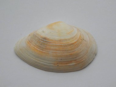 Beyaz arka plan üzerinde deniz ve okyanus deniz hayvanı kabuğu