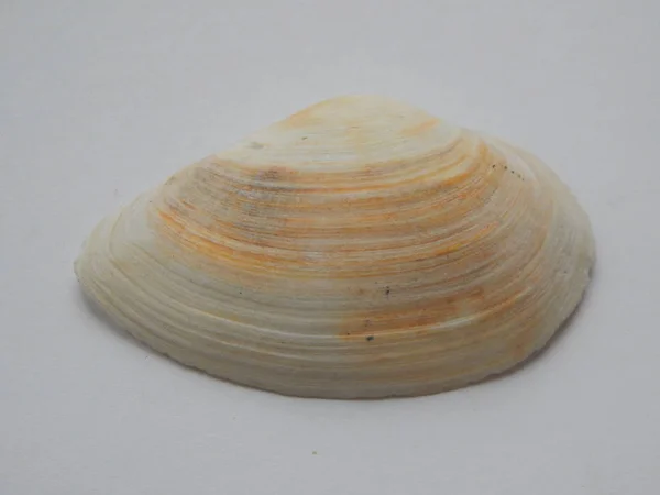 Sea Ocean Shell White Background — Stock Photo, Image