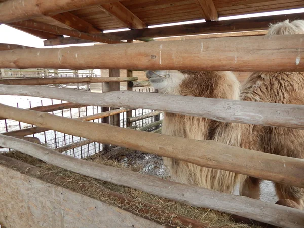 Верблюд на ферме в птичнике — стоковое фото