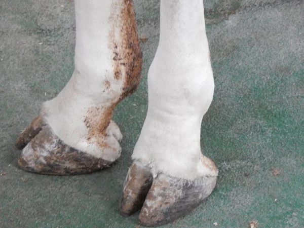 キリン屋内の頭と足の詳細 — ストック写真