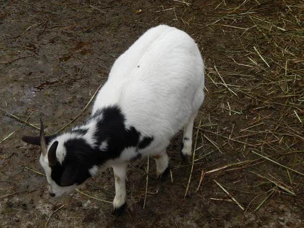 Goats Aviary Feeding — Stock Photo, Image