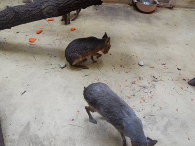 Capibara yerdeki büyük kuş kafesi