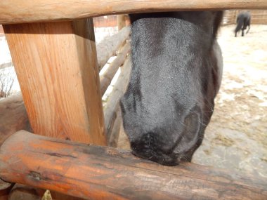 Çiftlikte büyük kuş kafesi içinde atlar
