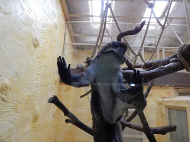 Maymunları büyük kuş kafesi oyunda