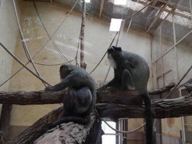 Maymunları büyük kuş kafesi oyunda