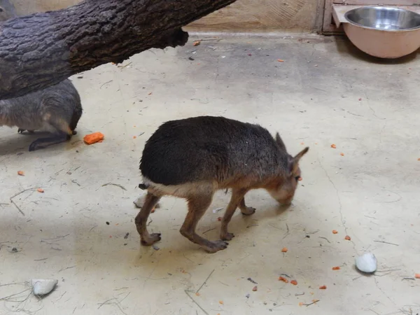 Capivara no chão do aviário — Fotografia de Stock