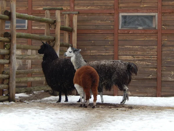 Llamas dans la volière de la ferme — Photo