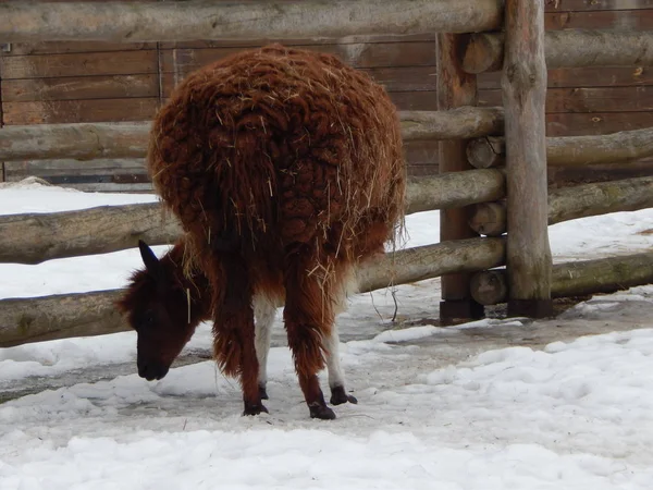 Llamas çiftlikte büyük kuş kafesi içinde — Stok fotoğraf