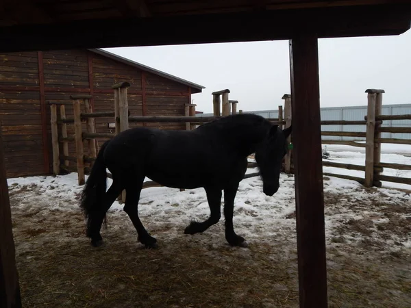 Chevaux Dans Volière Ferme — Photo