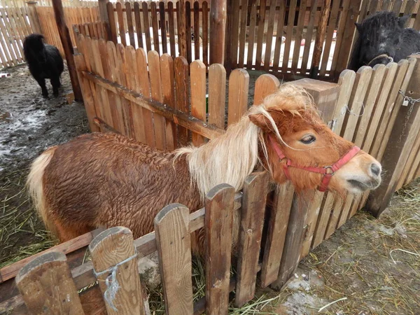 Horses Aviary Farm — Stock Photo, Image