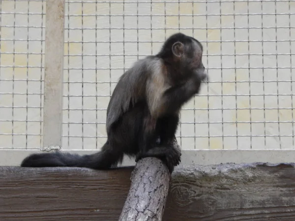 Monyet Dalam Permainan Aviary — Stok Foto